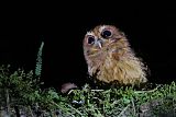 Cinnamon Screech-Owl